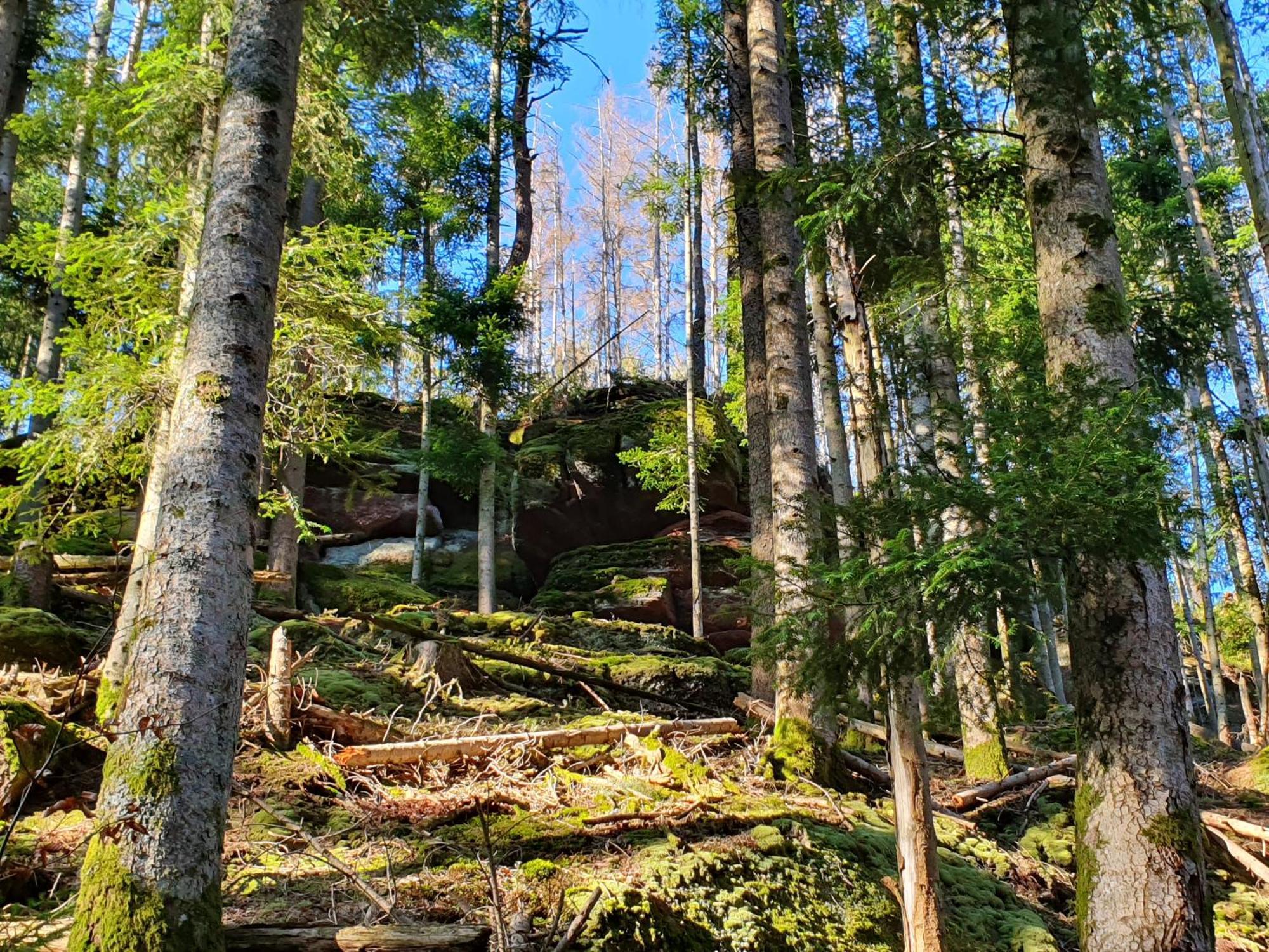 Villa La Gambas des Bois à Saint-Quirin Extérieur photo